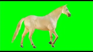 🌟🐴 WHITE HORSE 🐴🌟  Frame Animation 💯 | green screen effects - chroma key animations - Effects *1980*