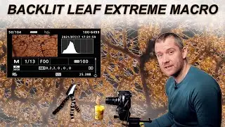 Backlit Leaf - Extreme 
