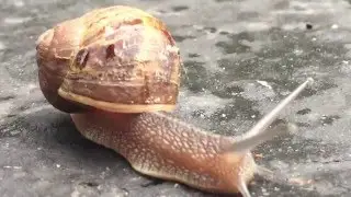 Snail in Silicon Valley