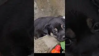 Puppy Loves Grandma’s Lullaby 