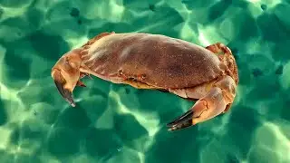 Oh Crab