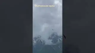 Иногда орлы так близко