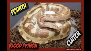 Super Zigzag x T+ Albino Goldeneye Blood Python Clutch!