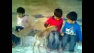 Urial Kids Playing....xxx
