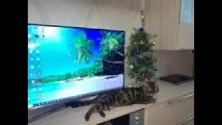 Новогодний котик 🎄🎅