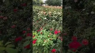 Роза готова