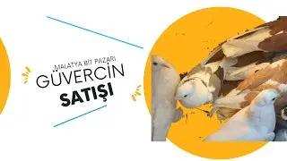 Malatya Bit pazarı güvercin satışı 7.01.2024