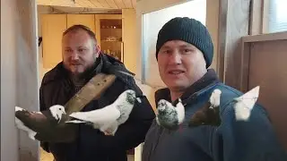 Голуби.Поездка в Баварию 🇩🇪к Владимиру🇩🇪