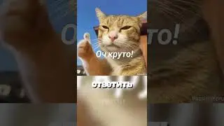 How cats lived without medicine