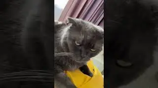 Now I live with a cat