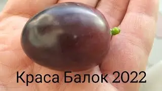 Краса Балок Мерсни ютиши аниқ бўлди