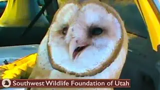 Barn Owl shot with dart ready for release