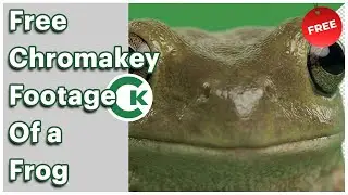 Free Frog Green Screen Footage | Chroma Key Frog Video