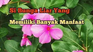 Ornamental plants Tapak Dara / Vinca, Benefits and Benefits of Tapak Dara / Vinca Ornamental plants