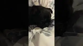 Piper Making His Bed 😅😴❤️//