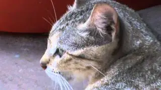 Cat Meowing