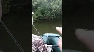 щука#shortvideo