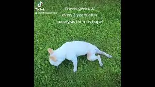 Untitled video