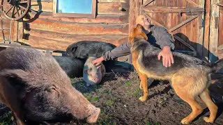 Беда не приходит одна. Спасаем кабана и водоём. Винтажный интерьер.  Мутные воды не наш вариант.