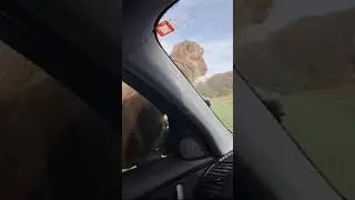 Naughty 🐒 Monkey Blocked our car.. #monkey #car