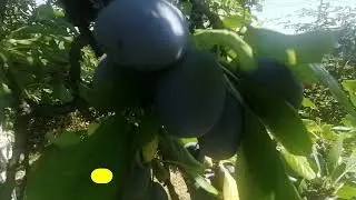 5 razloga zašto trebamo jesti šljive