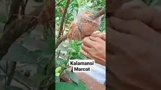 How To Marcot Kalamansi 