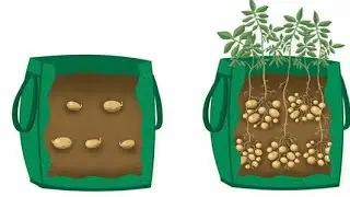 урожайный огород Лучший сорт картофеля