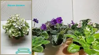 Фиалка-химера Марина Цветаева, предлагаю