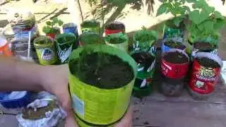 Amazing Self Watering Soda Bottle Garden