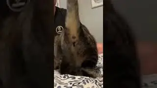 Spanking cat Gachi version
