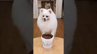 Magical chocolate!#nico #smartnico #funny #pets #dog