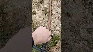 ¿Como puedes abonar los ajos en el huerto? ¿Sabías que la ceniza sirve como abono natural?