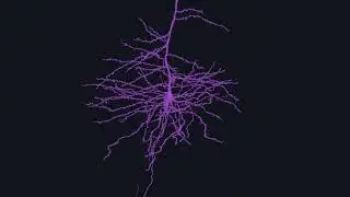 Pyramidal Neuron - Layer 5