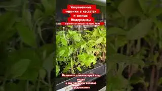 Укорененные черенки в кассетах и сеянцы напрямую из Голландии.Идет прием заказов на осень 2024 г