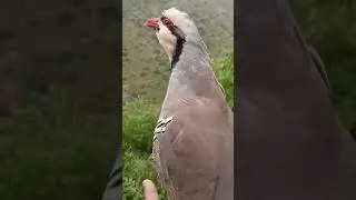 Шикори кабк