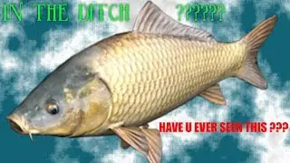 HAVE U EVER SEEN THIS?? CARP IN THE DITCH