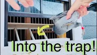 2021 How to settle and trap train young racing pigeons
