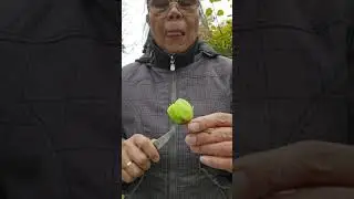 After  12 years may Kiwi ding napitas maliit matigas ngunit masarap