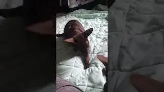 👍ШУША и МАРСЕЛЬ❤️