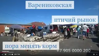 Птичий рынок в Варениковской.