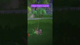 How to add a companion animal in 