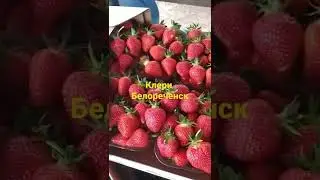 клубника клери, сборы клубники 1 мая