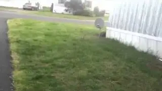 Hunting Wabbit