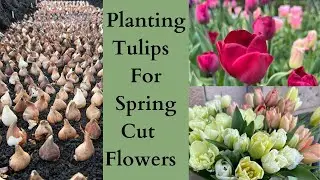 How To Plant Tulips For Spring Cut Flowers