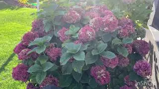 How to care for hydrangeas in autumn? What to do and what to avoid!