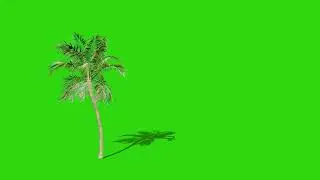 palm trees green screen video 4k free download