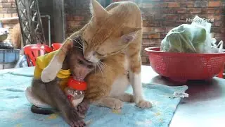 So Good! Kitty Take Care Donal​ When Get Milk