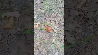 Тихая охота