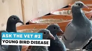 Ask the vet #2: Young Bird Disease