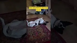 Что это за поза? #собака #юмор #приколы #питомцы